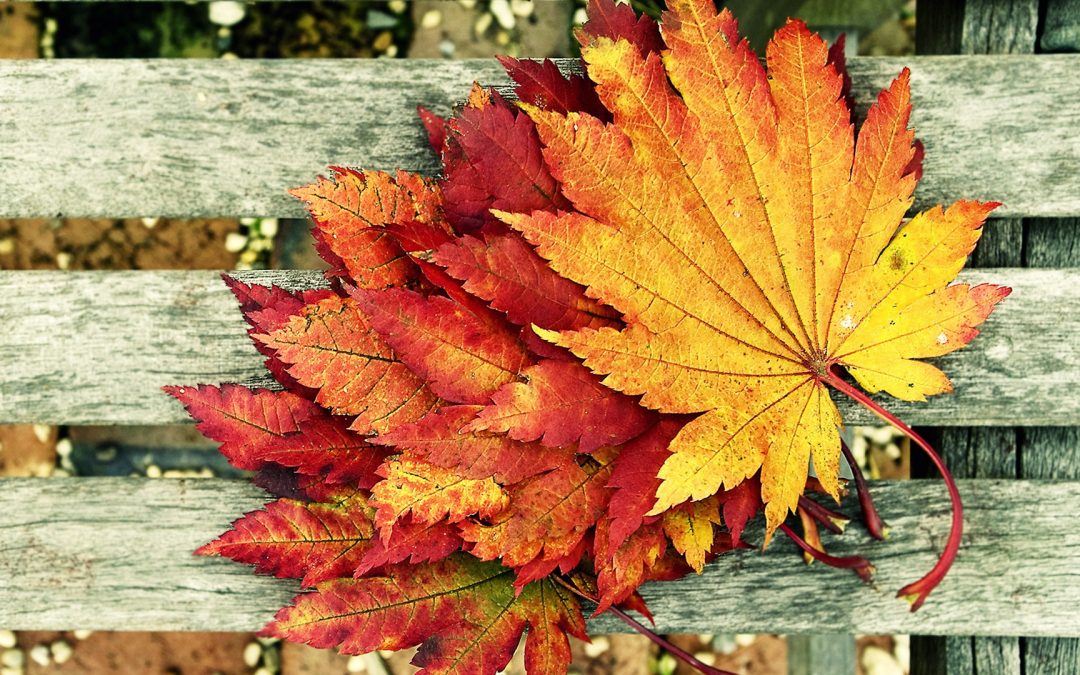 AUTUMN – Living in Harmony with the Seasons