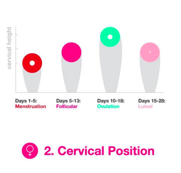 Cervical Position & Your Fertility