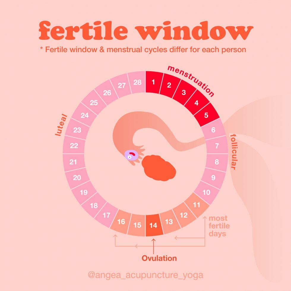 The 4 Keys To Finding Your Fertility Window Angea