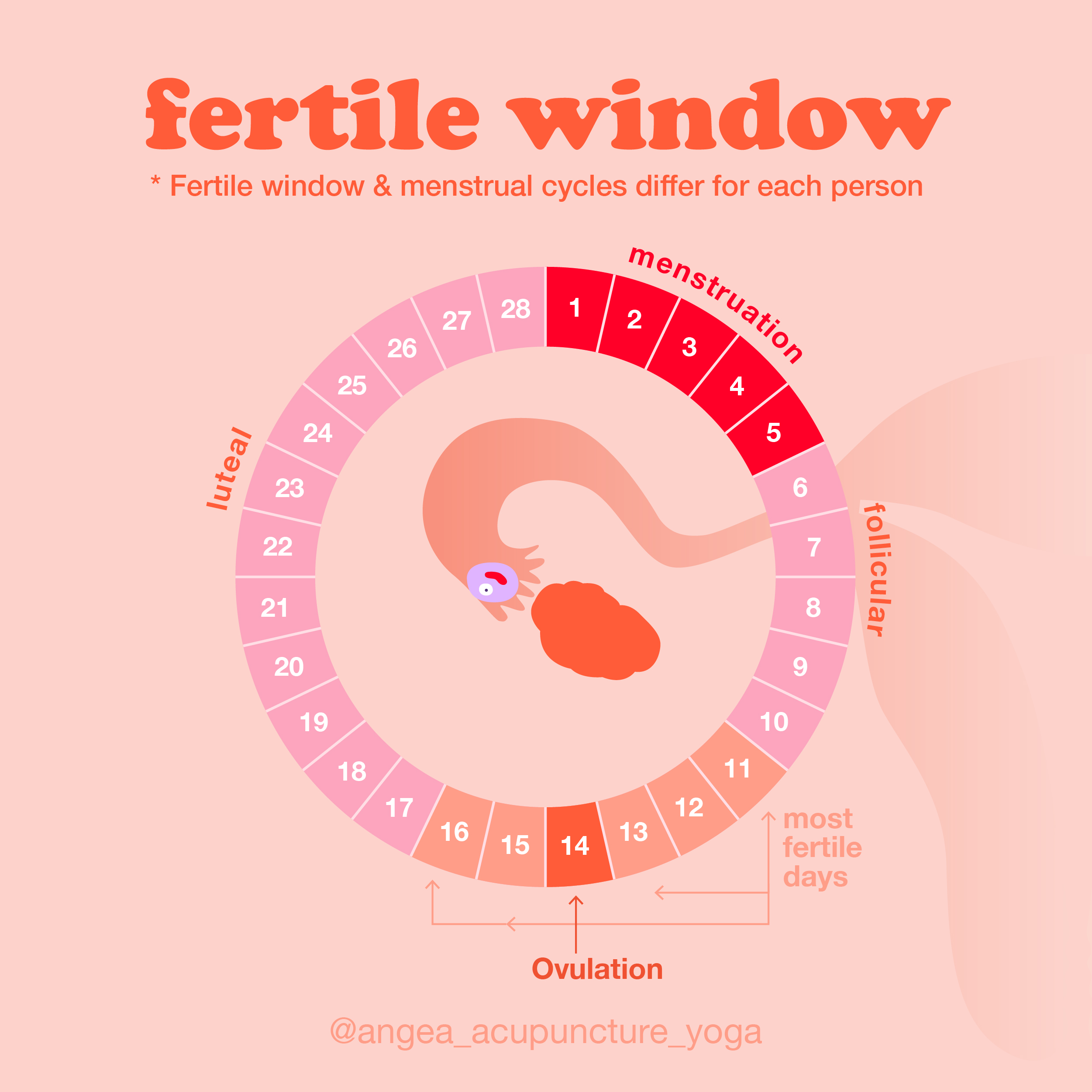 Ovulation And Fertile Days Calendar Jacqui Lilllie