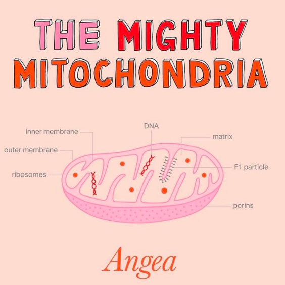 How Does Mitochondria Help With Your Health?